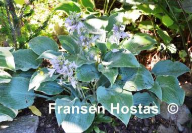Hosta Blue Diamond