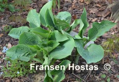 Hosta Blue Diamond