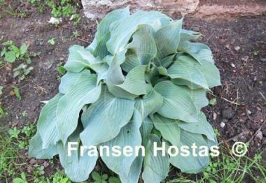 Hosta Blue Diamond