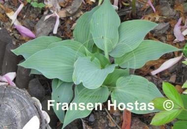 Hosta Blue Dimples