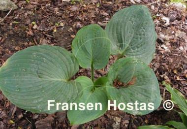 Hosta Blue Dolphin