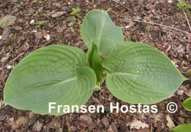 Hosta Blue Dolphin