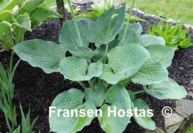 Hosta Blue Dolphin