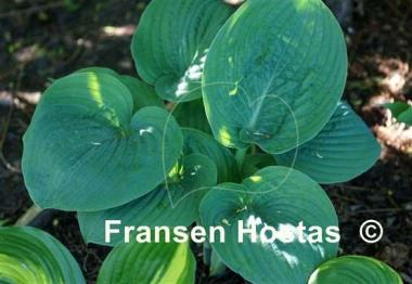 Hosta Blue Dolphin