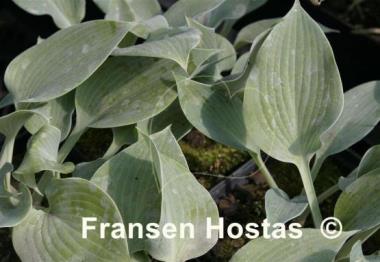 Hosta Blue Edger