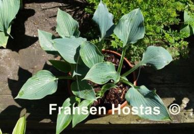 Hosta Blue Edger