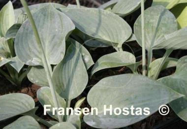 Hosta Blue Eyes