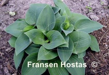 Hosta Blue Eyes