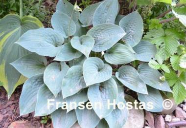 Hosta Blue Eyes