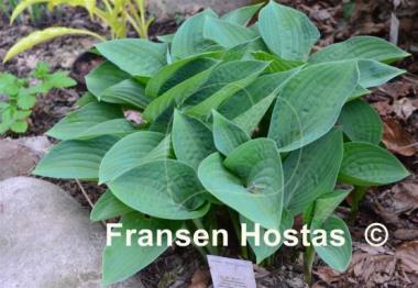 Hosta Blue Eyes