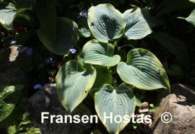 Hosta Blue Flame