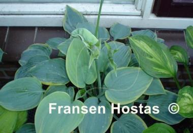 Hosta Blue Flame