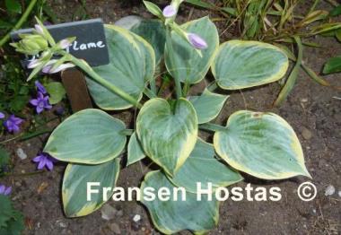 Hosta Blue Flame
