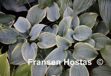 Hosta Blue Flame