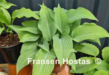 Hosta Blue Haired Lady 