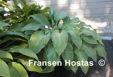 Hosta Blue Haired Lady