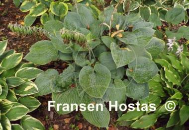 Hosta Blue Hawaii