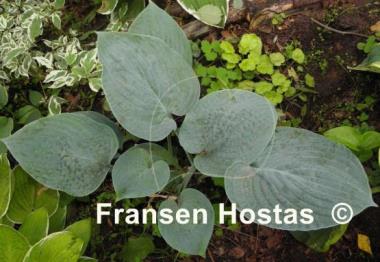 Hosta Blue Hawaii
