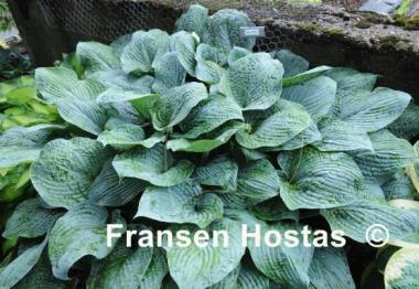 Hosta Blue Hawaii