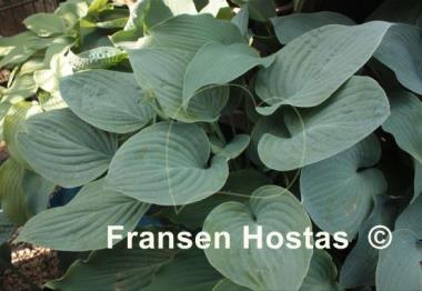Hosta Blue Hawaii