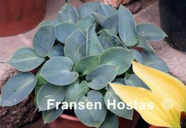 Hosta Blue Ice