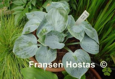 Hosta Blue Ice