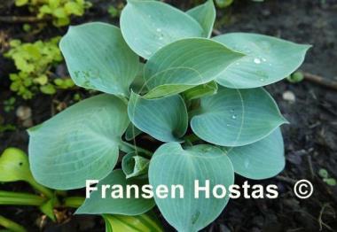 Hosta Blue Ice