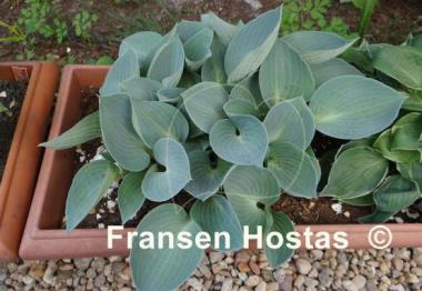 Hosta Blue Ice