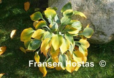 Hosta Blue Impression