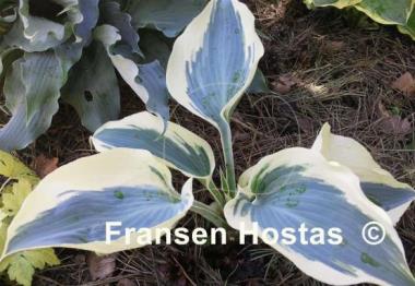 Hosta Blue Ivory
