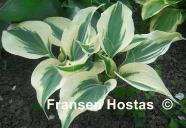 Hosta Blue Ivory
