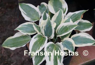 Hosta Blue Ivory