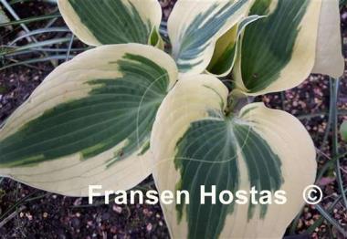 Hosta Blue Ivory
