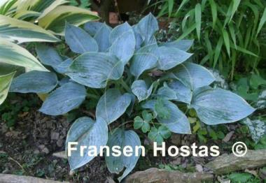 Hosta Blue Jay