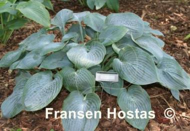 Hosta Blue Jay