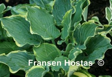 Hosta Blue Jeans Bling