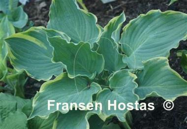 Hosta Blue Jeans Bling