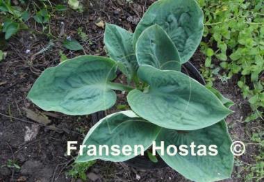 Hosta Blue Lettuce