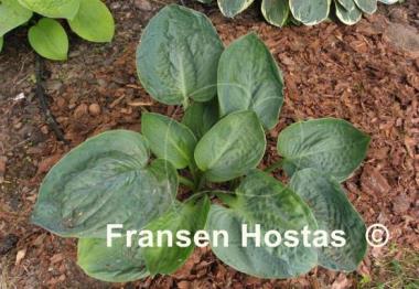 Hosta Blue Lettuce