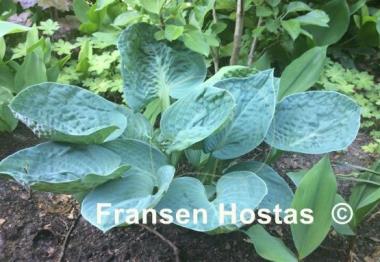 Hosta Blue Lettuce
