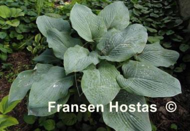 Hosta Blue Mammoth