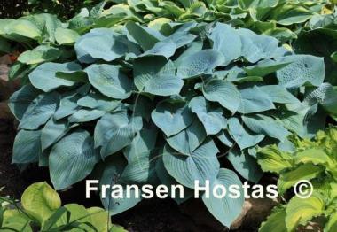 Hosta Blue Mammoth