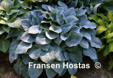 Hosta Blue Mammoth
