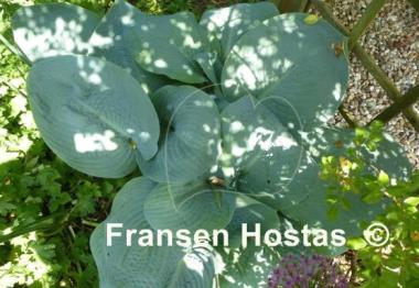 Hosta Blue Mammoth
