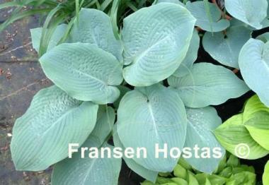 Hosta Blue Mammoth
