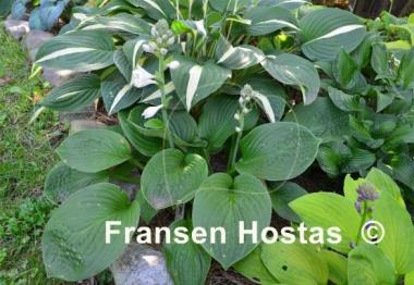Hosta Blue Maui