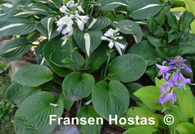Hosta Blue Maui