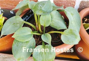 Hosta Blue Monday