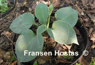 Hosta Blue Monday