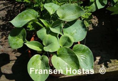 Hosta Blue Monday